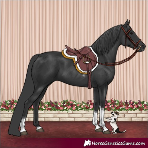 Horse Color:Black Tobiano Rabicano