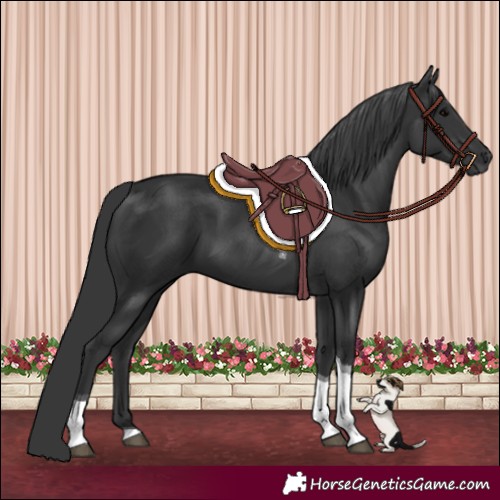 Horse Color:Black Tobiano Rabicano