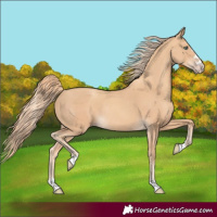 Horse Color:Gold Champagne Rabicano 