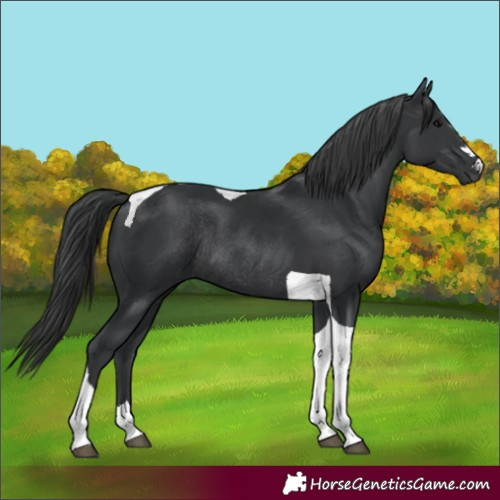 Horse Color:Black Tobiano Rabicano 