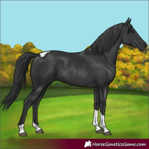Horse Color:Black Tobiano Rabicano 