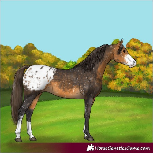 Horse Color:Buckskin Sabino Appaloosa