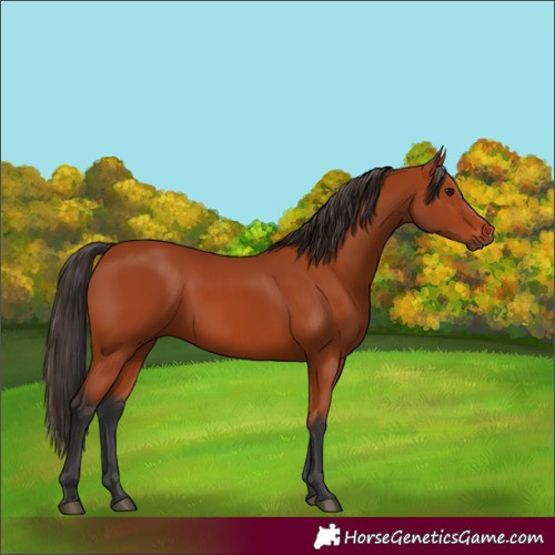 Horse Color:Bay 