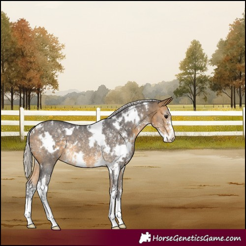 Horse Color:White Spotted Silver Buckskin Sabino Appaloosa Rabicano