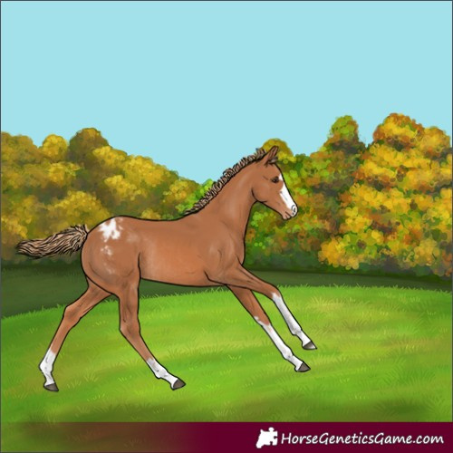 Horse Color:Chestnut Appaloosa Rabicano 