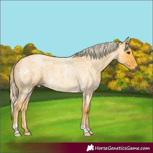 Horse Color:Palomino Roan Rabicano 