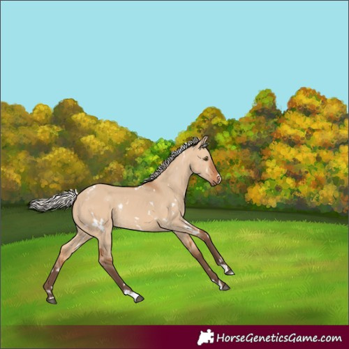Horse Color:White Spotted Silver Bay Dun Rabicano