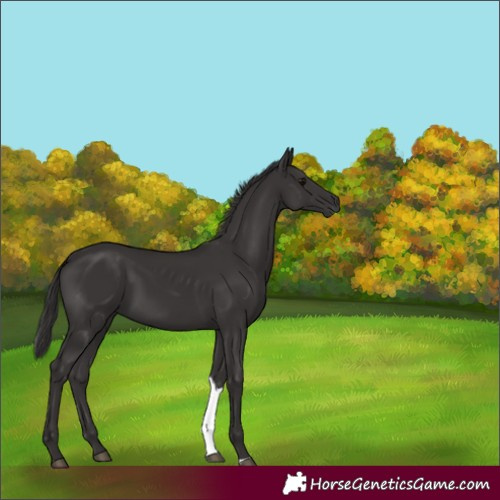 Horse Color:Smoky Black Tobiano 