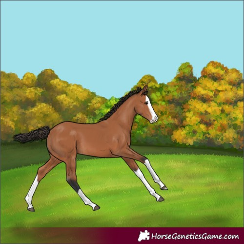 Horse Color:Bay Splash 