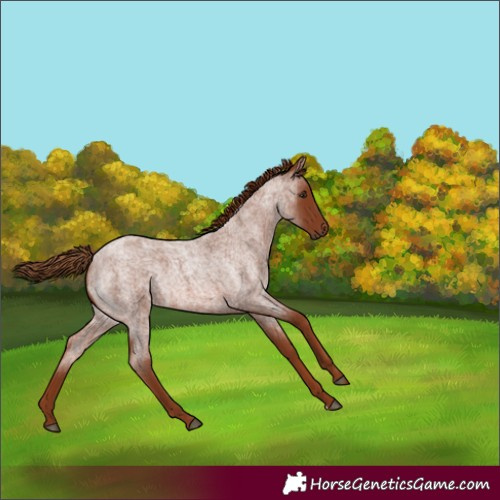 Horse Color:Red Roan Rabicano 