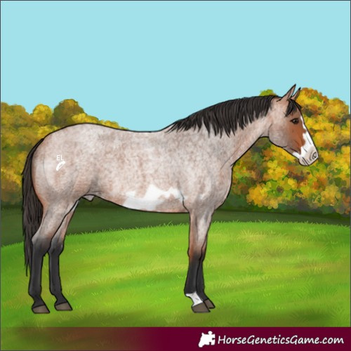 Horse Color:Bay Roan Frame Rabicano