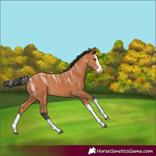 Horse Color:Powder White Bay Splash