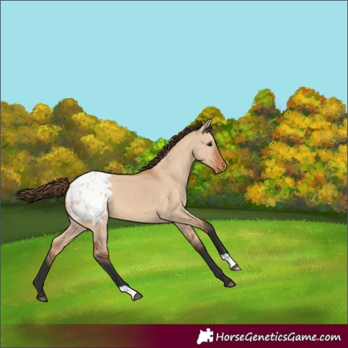 Horse Color:Bay Dun Appaloosa 