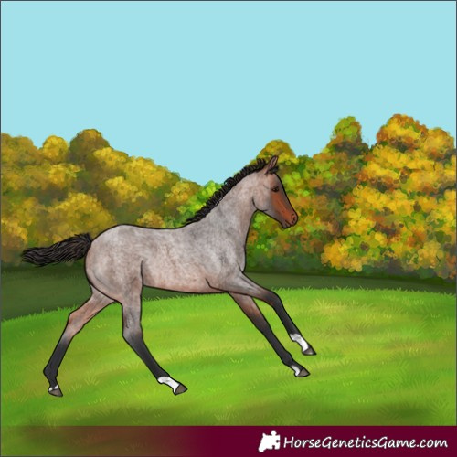 Horse Color:Bay Roan Rabicano 