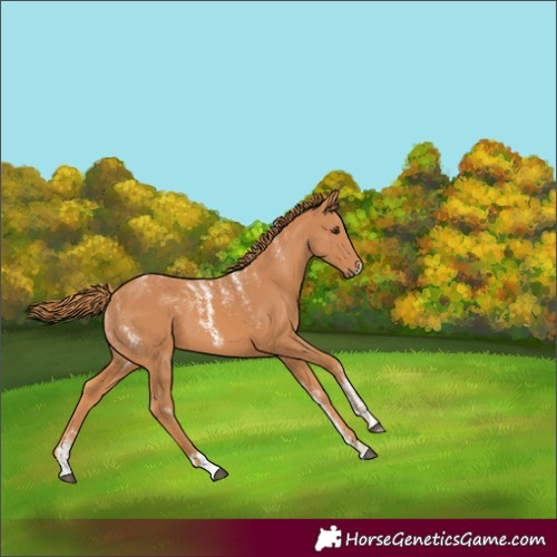 Horse Color:Powder White Chestnut 