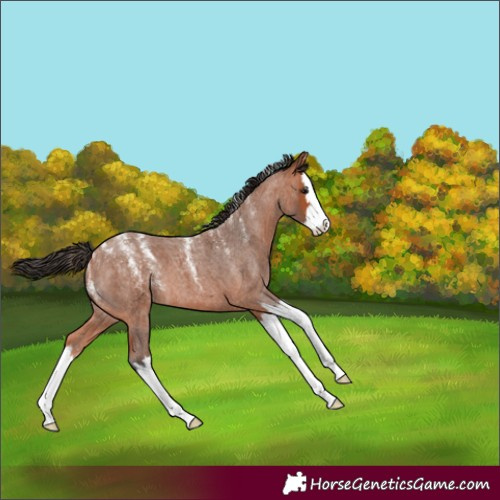Horse Color:Powder White Bay Roan Splash 