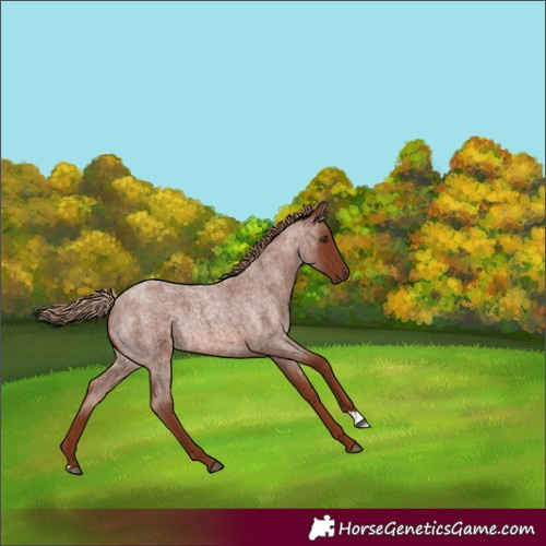 Horse Color:Red Roan Rabicano 
