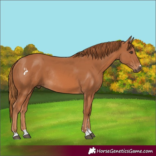 Horse Color:Chestnut Rabicano 