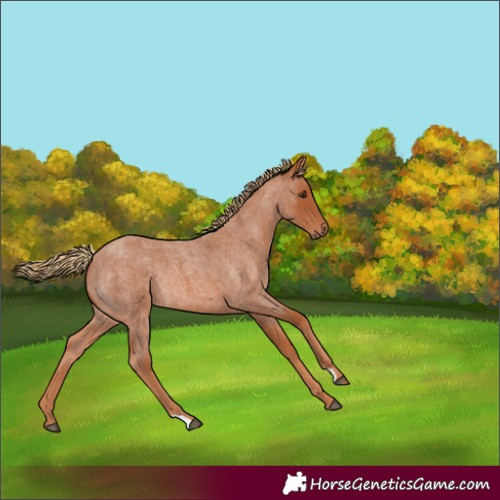 Horse Color:Red Roan Rabicano