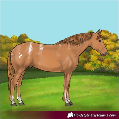 Horse Color:Powder White Chestnut 