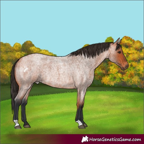 Horse Color:Bay Roan Rabicano 