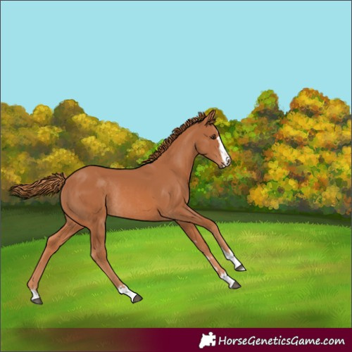 Horse Color:Chestnut Rabicano 