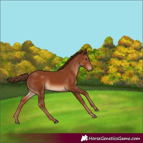 Horse Color:Chestnut Rabicano