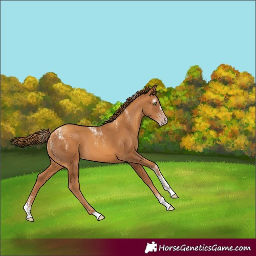Horse Color:Powder White Gray Gold Champagne 