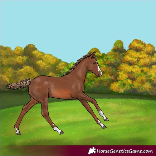 Horse Color:Chestnut Rabicano 