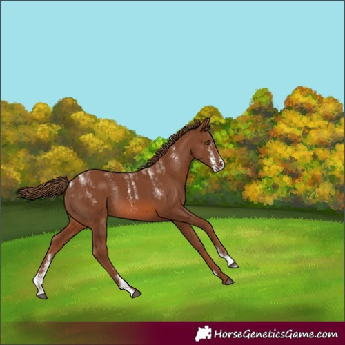 Horse Color:Powder White Chestnut Rabicano 