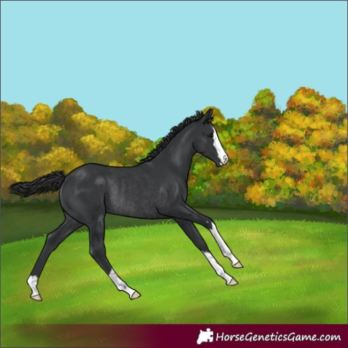 Horse Color:Black Rabicano 