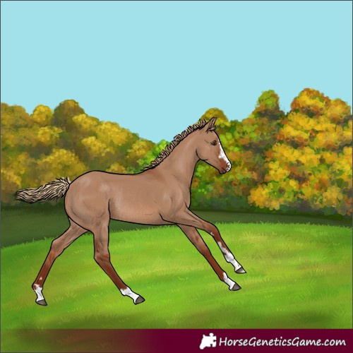 Horse Color:Red Dun Rabicano 