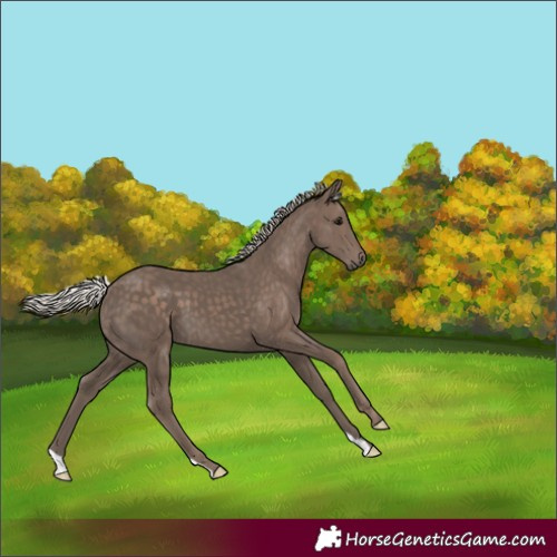 Horse Color:Silver Black 