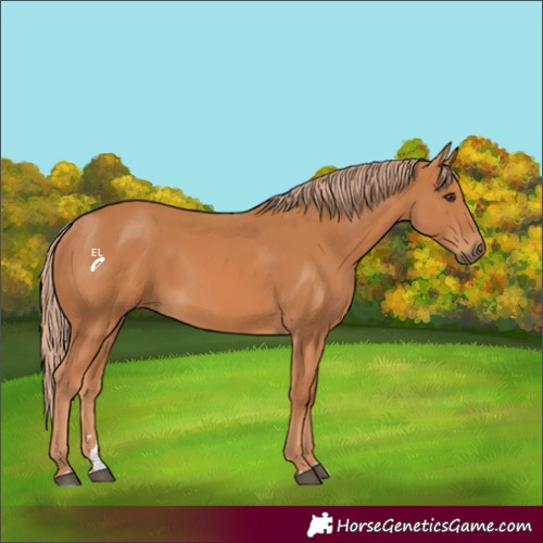Horse Color:Chestnut Rabicano 