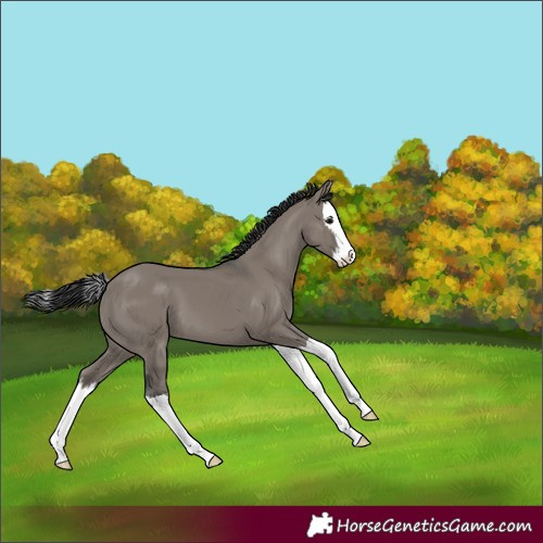 Horse Color:Grullo Splash 
