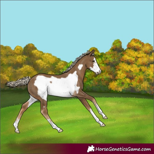 Horse Color:Chocolate Palomino Frame Rabicano 