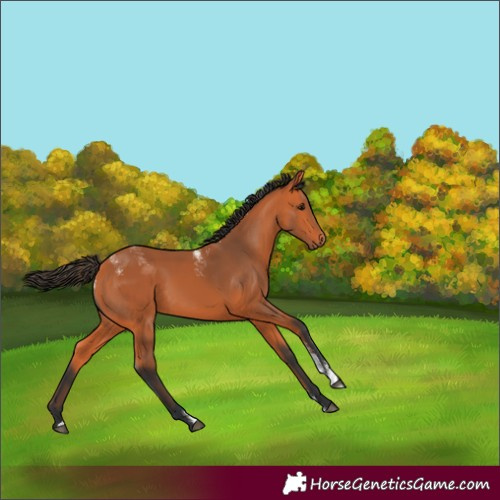 Horse Color:Powder White Bay 