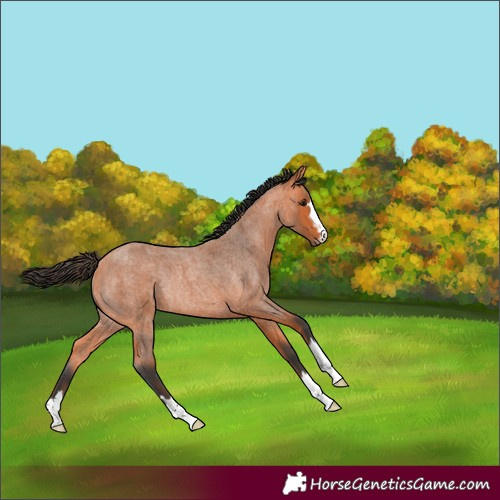 Horse Color:Bay Roan Rabicano 
