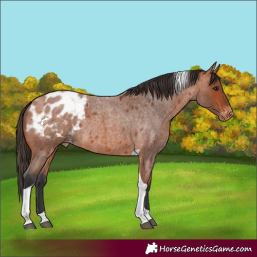 Horse Color:Bay Roan Tobiano Blanket Rabicano