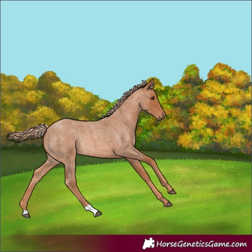 Horse Color:Red Roan Rabicano 