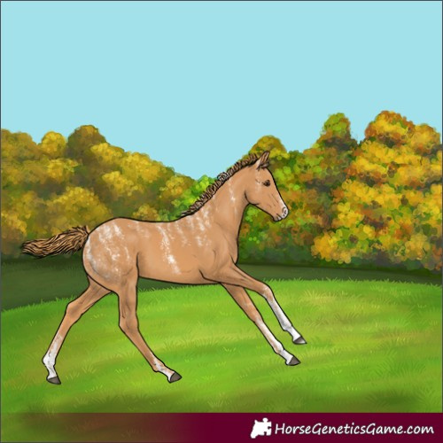 Horse Color:Powder White Chestnut 