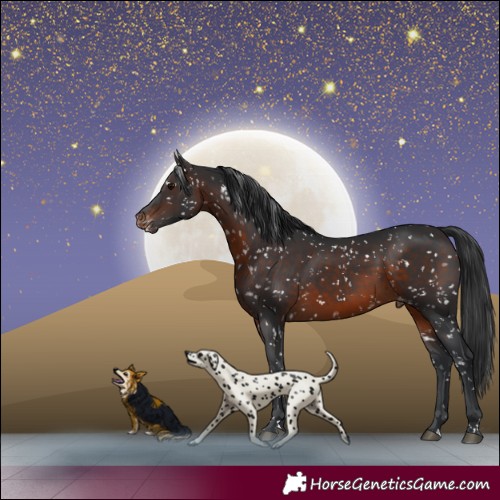 Horse Color:Brown Appaloosa 