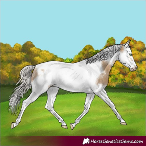 Horse Color:Silver Buckskin Dun Splash Tobiano Frame Rabicano 