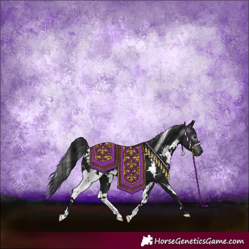 Horse Color:Gray White Spotted Black Appaloosa 