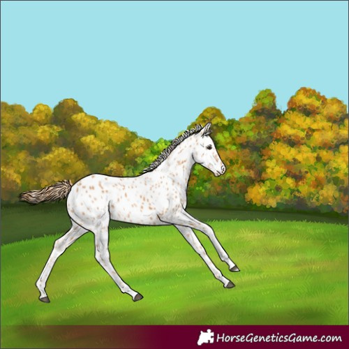 Horse Color:Powder White Chestnut Leopard 