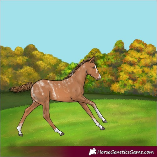 Horse Color:Powder White Chestnut 