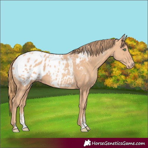Horse Color:Powder White Gold Champagne Appaloosa