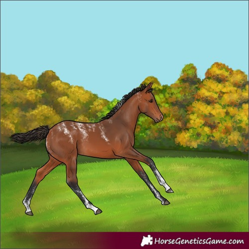 Horse Color:Powder White Bay