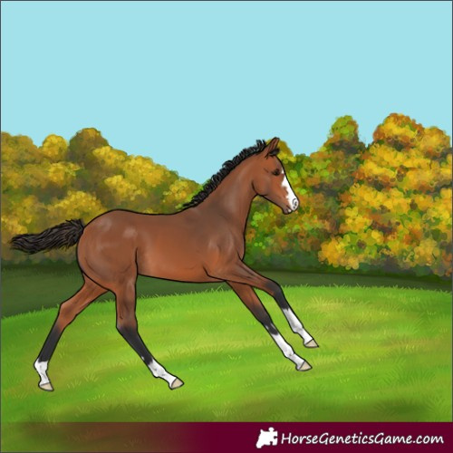 Horse Color:Bay 