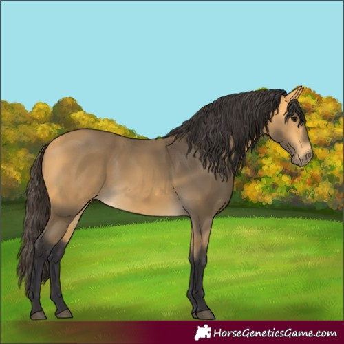 Horse Color:Buckskin 